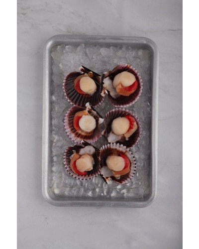 Vieira del Pacífico media concha 10/20ppk