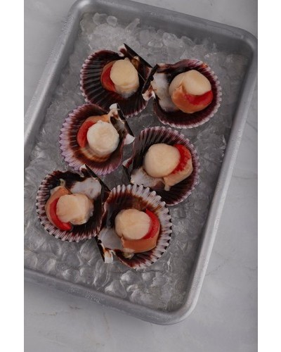 Vieira del Pacífico media concha 20/30ppk