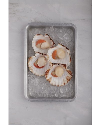 Vieira media concha con coral