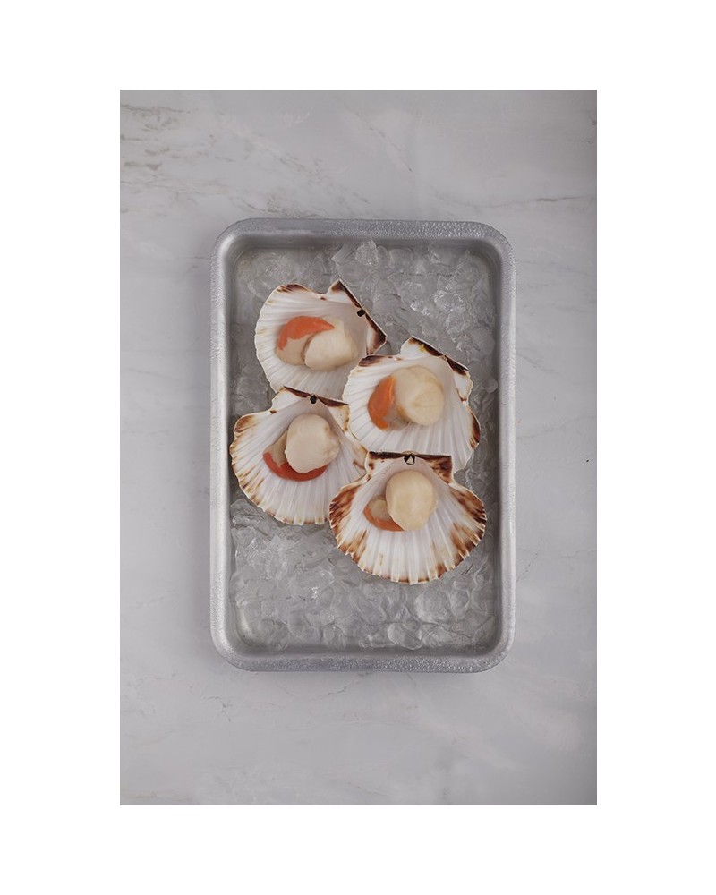 Vieira media concha con coral